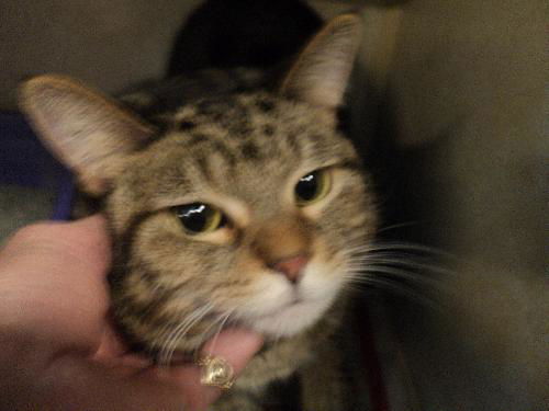 Zelda WOO HOO ADOPTED!