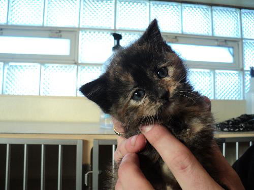 Imp ADOPTED