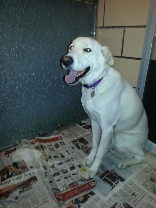 Jake ADOPTED