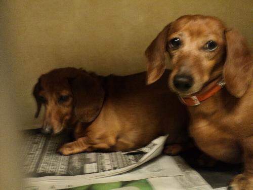 Daisy and Minnie WOO HOO ADOPTED TOGETHER