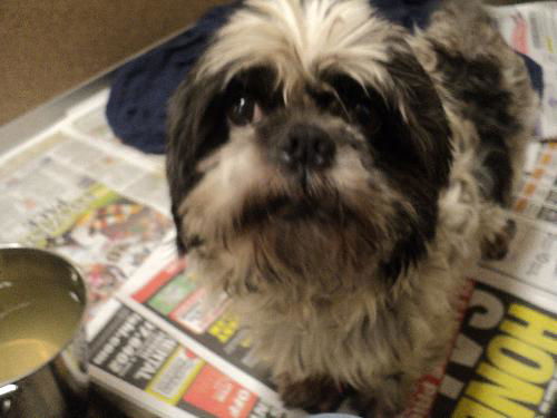 Teddy Rupkin ADOPTED