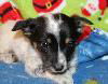 QT Pie ADOPTED