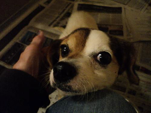 Ivy ADOPTED