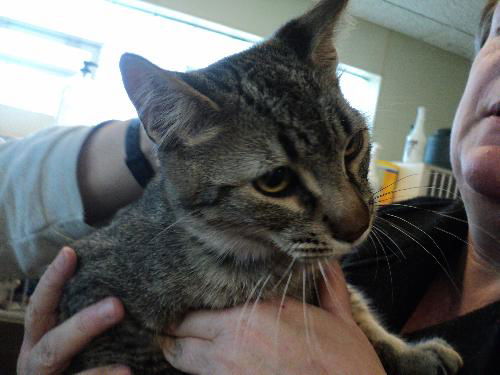 Fievel ADOPTED
