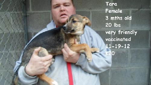 Tara ADOPTED