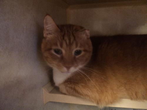 Van Gogh ADOPTED