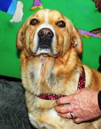 Tango ADOPTED