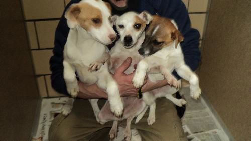 Abigail, Annie and Andy  ANNIE ALL ADOPTED