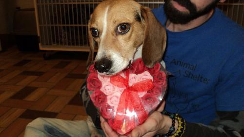 Flynt ADOPTED