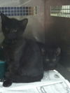 Ebony and Midnight WOO HOO ADOPTED TOGETHER