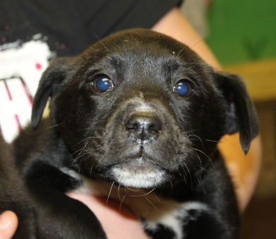Dallas and Denver BOTH ADOPTED