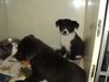 Dallas and Denver BOTH ADOPTED