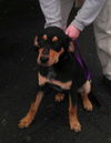 Mack ADOPTED