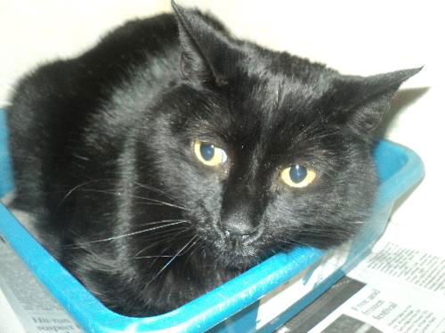 Onyx ADOPTED