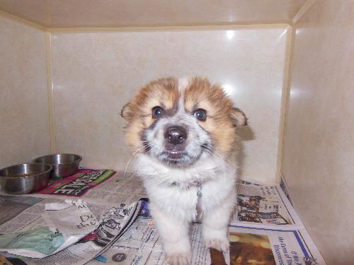 Teddy Bear ADOPTED