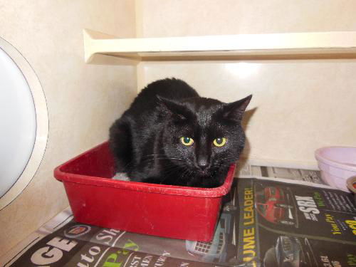 Fiona ADOPTED
