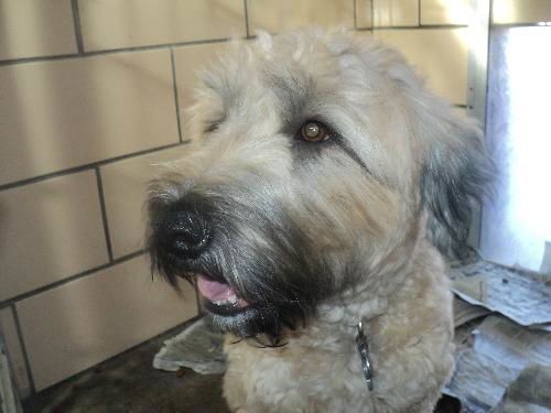 Daisy ADOPTED