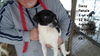 Daisy ADOPTED