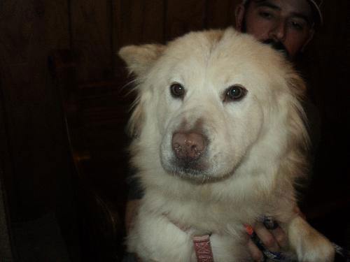 Cali ADOPTED