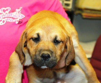 Babs ADOPTED