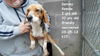 Darcey ADOPTED