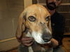Darcey ADOPTED