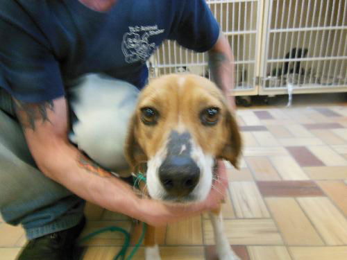 Darcey ADOPTED