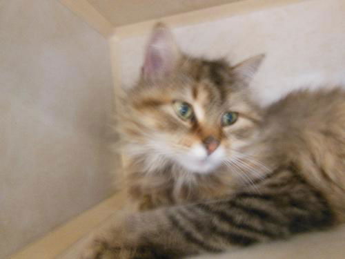 Tammy's Princess ADOPTED