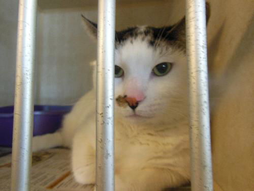Jake ADOPTED