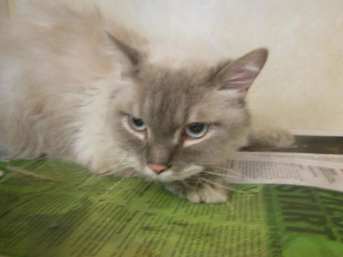 Voo Doo ADOPTED