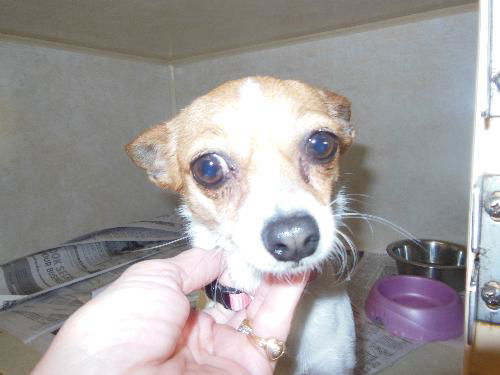 Taffy ADOPTED