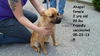 Abigail ADOPTED