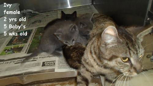 Ivy and Babies 2 KITTENS ADOPTED