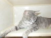 Ivy and Babies 2 KITTENS ADOPTED