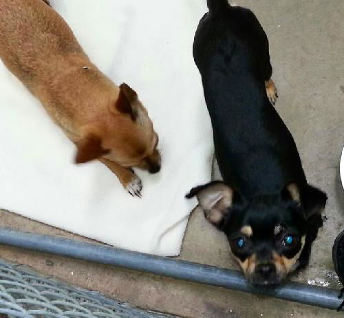 Teeny ADOPTED