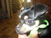 Teeny ADOPTED