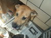 Faith ADOPTED