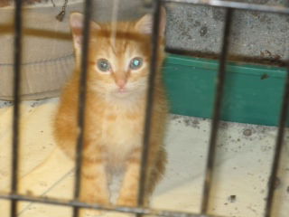 Orange Marmalade BOTH ADOPTED