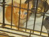Orange Marmalade BOTH ADOPTED