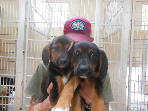 Tank and Rufus