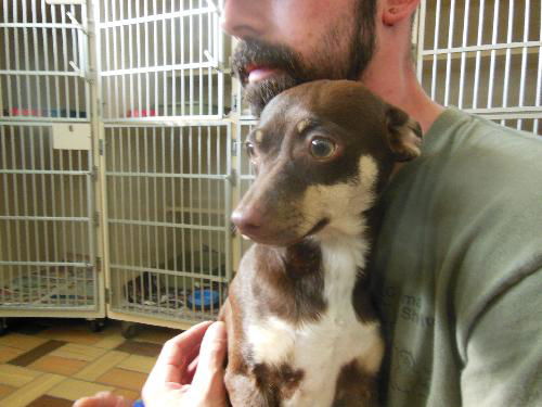 Taco ADOPTED