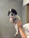 Dana ADOPTED