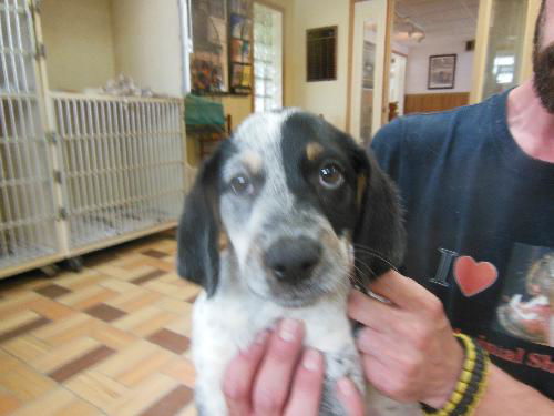 Dana ADOPTED