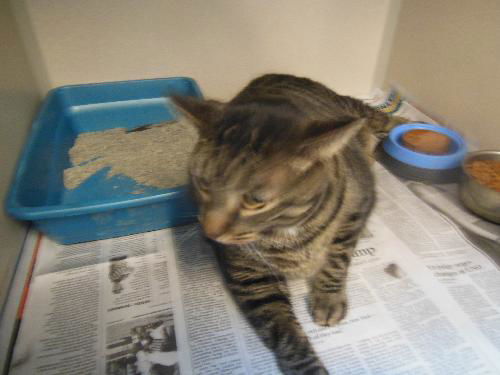 Izzy ADOPTED