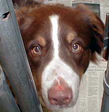 Yogi