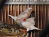 Five adorable finches! ADOPTED