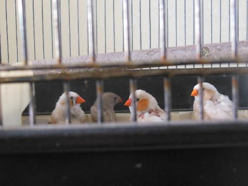 Five adorable finches! ADOPTED