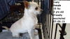 Ivory ADOPTED