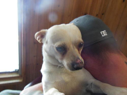 Ivory ADOPTED