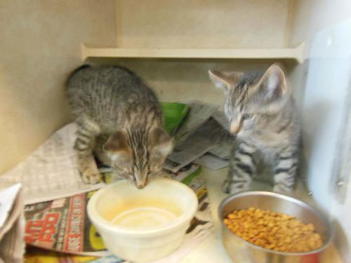 Tabby Twins